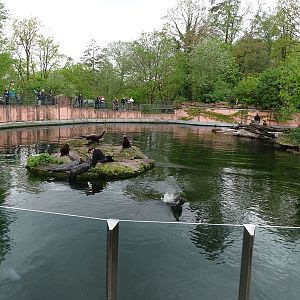 Sea lion and harbor seal enclosure