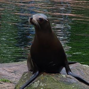 California sea lion (Zalophus californianus)