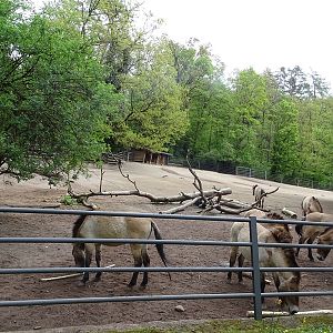 Przewalski's wild horse enclosure