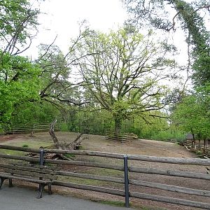 American bison enclosure