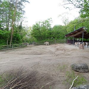 Kulan + camel enclosure