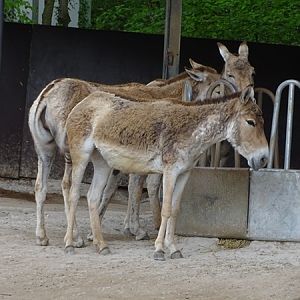 Kulan (Equus hemionus kulan)