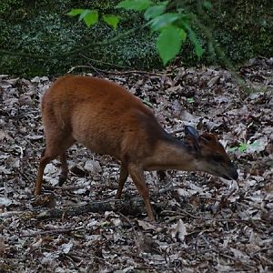 Red duiker (Cephalophus natalensis)