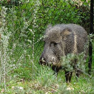 Chacoan peccary (Catagonus wagneri)