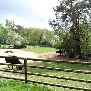 Cape buffalo enclosure