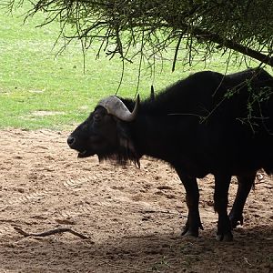 Cape buffalo(Syncerus caffer caffer)