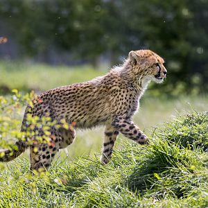 Cheetah Cub / Hamerton / 18-4-24