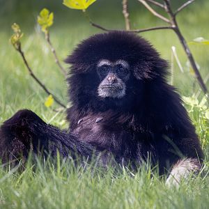 Lar Gibbon / Hamerton / 18-4-24