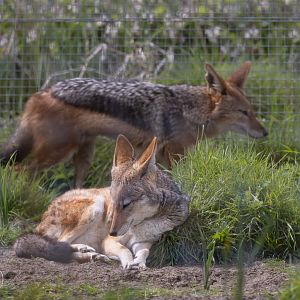 Black-backed Jackal pair / Hamerton / 18-4-24