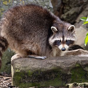 Raccoon / Hamerton / 18-4-24