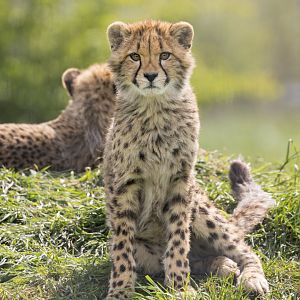 Cheetah Cub / Hamerton / 18-4-24