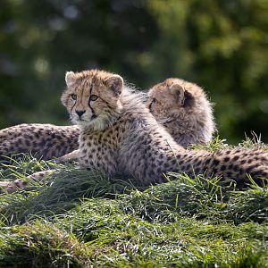 Cheetah cubs / Hamerton / 18-4-24