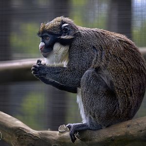 Lesser spot-nosed Guenon / Hamerton / 18-4-24