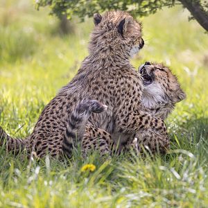 Cheetah cubs / Hamerton / 18-4-24