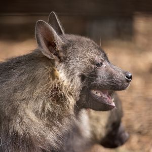 Brown Hyena cub (Harley) / Hamerton / 18-4-24
