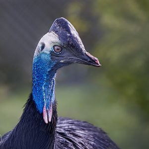 Johnston's Cassowary (f) / Hamerton / 18-4-24
