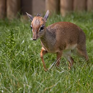 Kirk's Dik dik (m) / Hamerton / 18-4-24