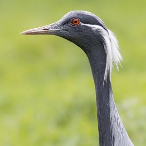 Demoiselle Crane / Hamerton / 18-4-24