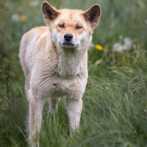 Dingo (Bernie) / Hamerton / 18-4-24