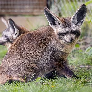 Bat-eared Fox / Hamerton / 26-4-24