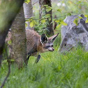 Bat-eared Fox / Hamerton / 26-4-24