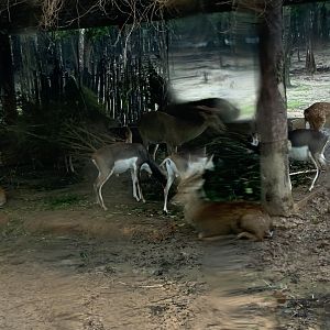 Eld's deer in Vinpearl Safari Phu Quoc