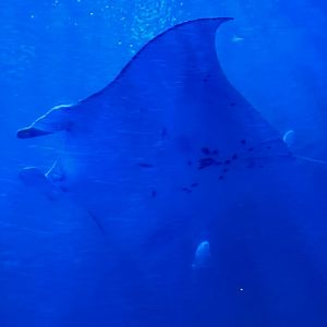 Manta Ray in Ocean Park HK (16.05.2024)