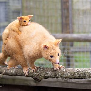 Golden Possums (Pansy - joey & Pauline) / Hamerton / 3-5-24