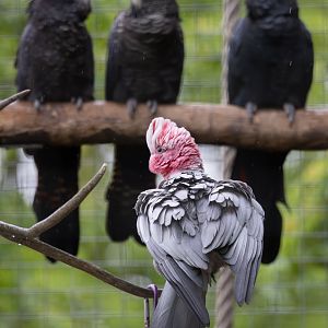 Western Galah / Hamerton / 3-5-24