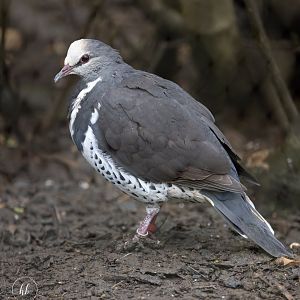 Wong Pigeon / Hamerton / 3-5-24