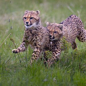 Cheetah Cubs / Hamerton / 3-5-24