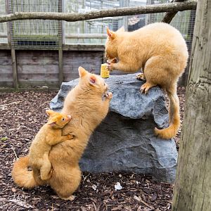 Golden Possum family / Hamerton / 3-5-24