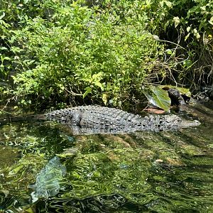 Chinese alligator (16.05.2024)