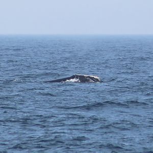 North Atlantic Right Whale (Eubalaena glacialis)