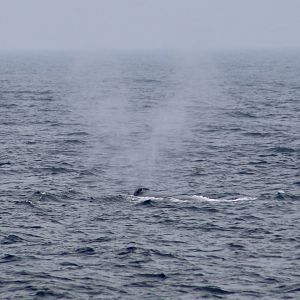 North Atlantic Right Whale (Eubalaena glacialis)