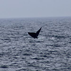North Atlantic Right Whale (Eubalaena glacialis)