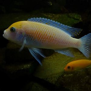Cichlid ID