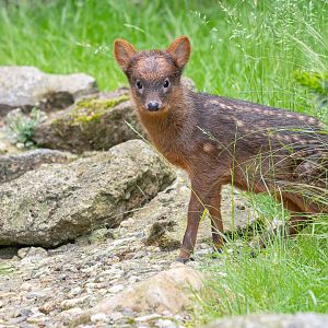 Southern pudu (Pudu puda)