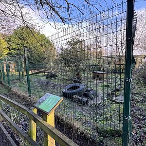Raccoon Dog Enclosure at Ponderosa Zoo (January 2024)