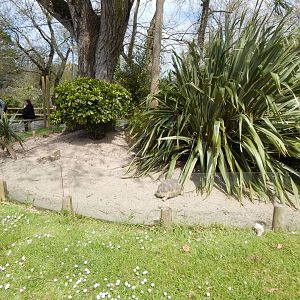 Radiated tortoise exhibit 240424