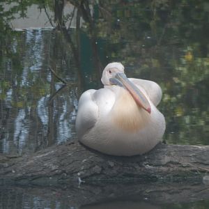 Great white pelican 240424