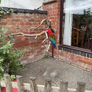 Green-winged Macaw at Woodside Wildlife Park (May 2024)