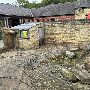 Asian Small-clawed Otter Enclosure at Woodside Wildlife Park (May 2024)