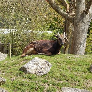 Visayan spotted deer 240424