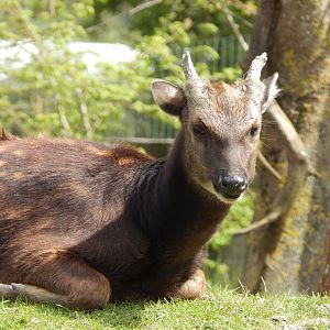 Visayan spotted deer 240424
