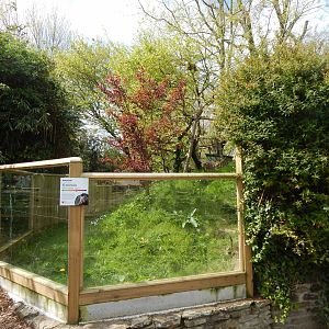 Nepalese red panda exhibit 240424