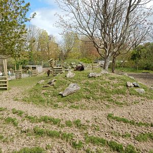 Visayan spotted deer exhibit 240424