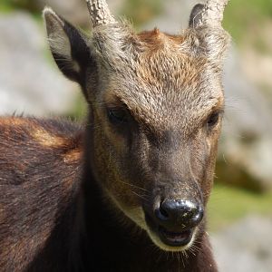 Visayan spotted deer 240424