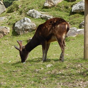 Visayan spotted deer 240424