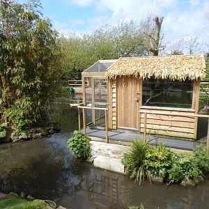 Silvery marmoset exhibit 240424